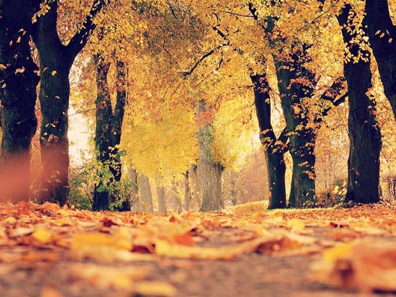 27/09/2017-4 Ways to Prepare Your Home for Autumn & Winter